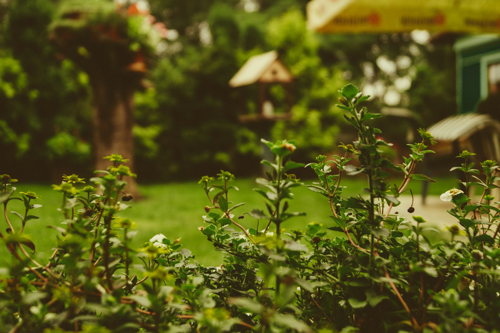 Creëer een Prachtige Tuin met Bloempotten en Planten